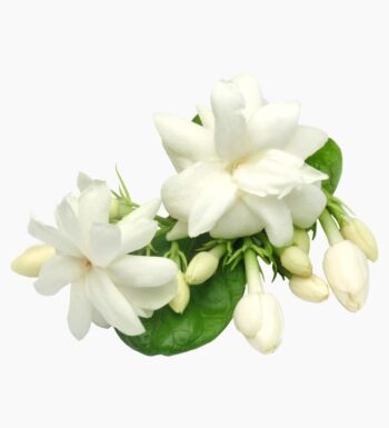 Jasmine