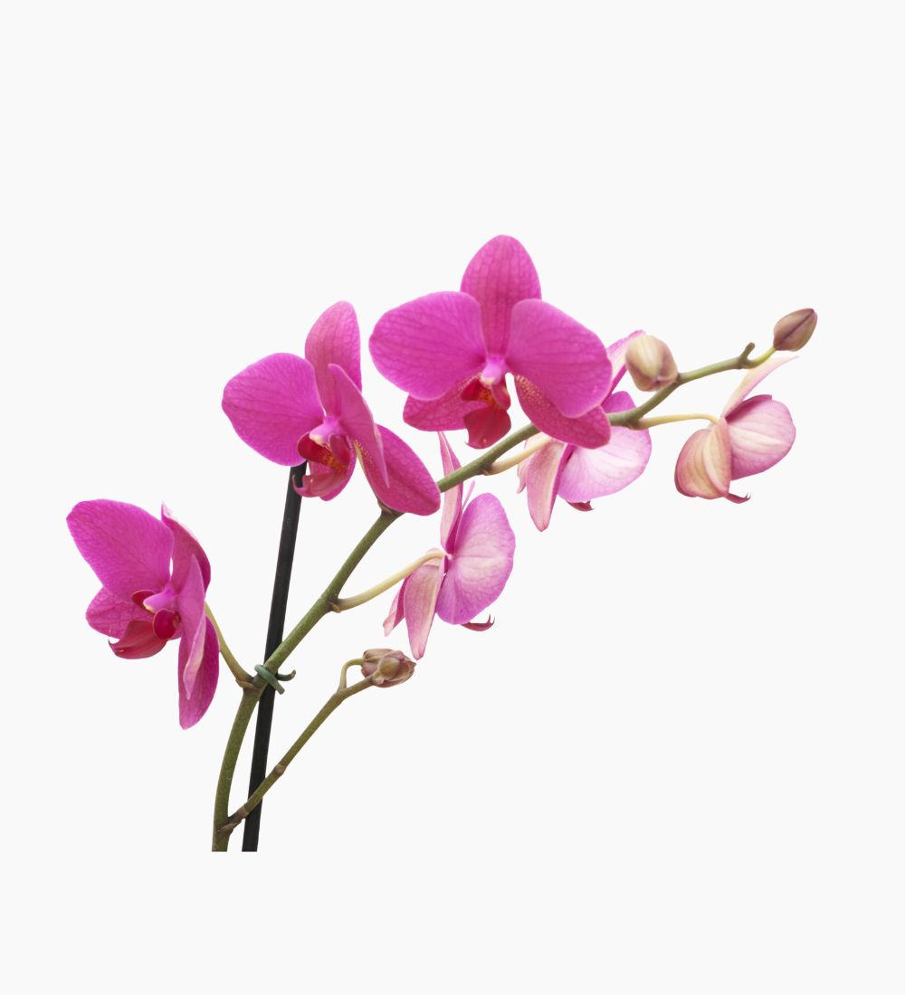 White Purple Illustrative Flower Shop Logo (1000 x 1100 px)