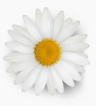 White Purple Illustrative Flower Shop Logo (1000 x 1100 px)