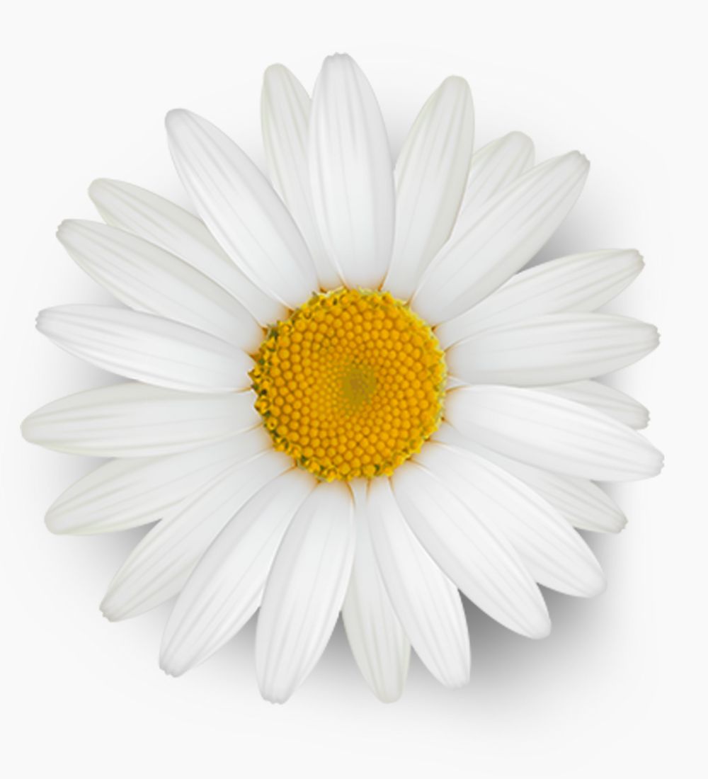 White Purple Illustrative Flower Shop Logo (1000 x 1100 px)