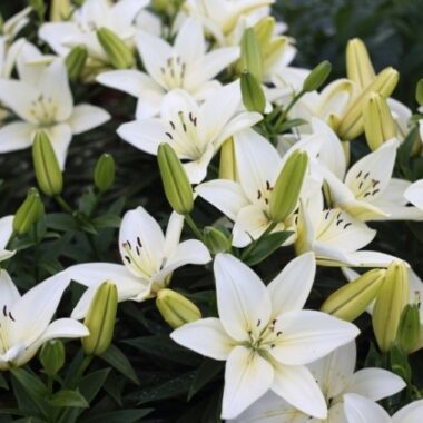 Everything but the clothes on your back