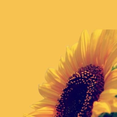 Beauty life style classic